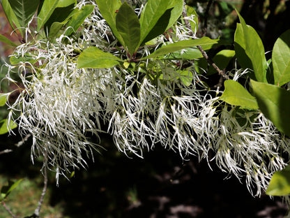 3 Fringe Tree (Chionanthus Virginicus) Seeds