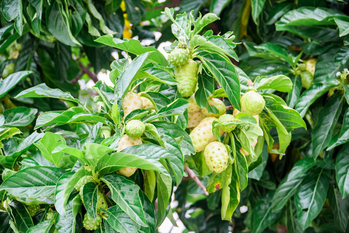 20 NONI Cheese Fruit Great Morinda Citrifolia Indian Beach Mulberry Shrub Tree Seeds