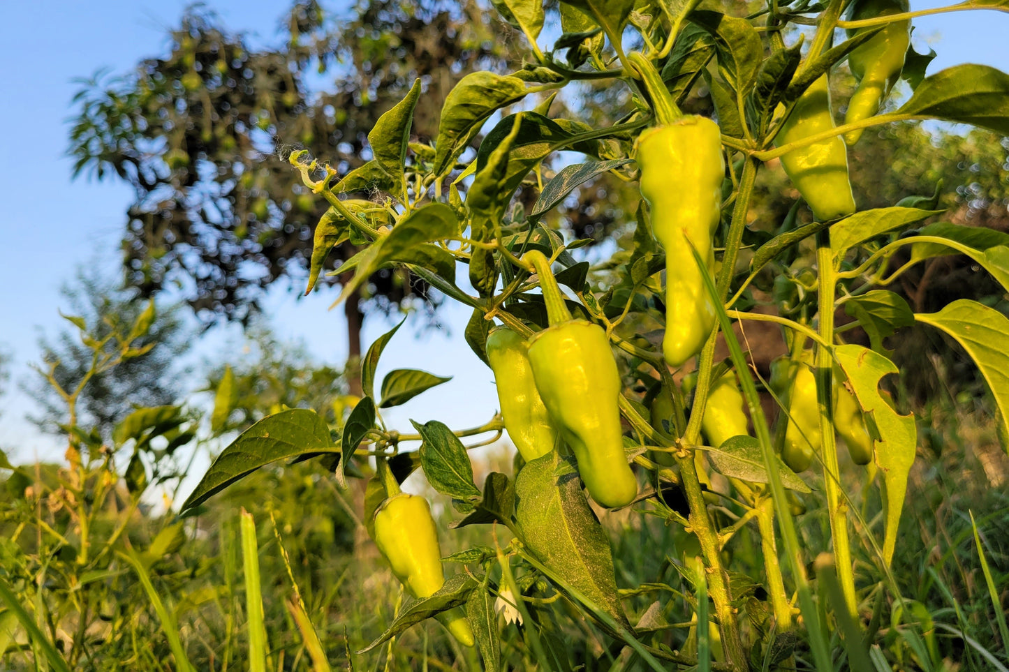 75 Cubanelle Pepper (Capsicum Annuum) Seeds