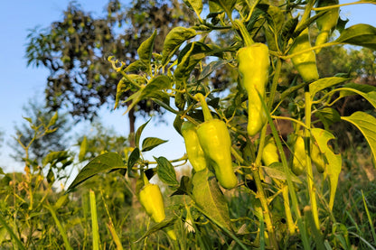 75 Cubanelle Pepper (Capsicum Annuum) Seeds