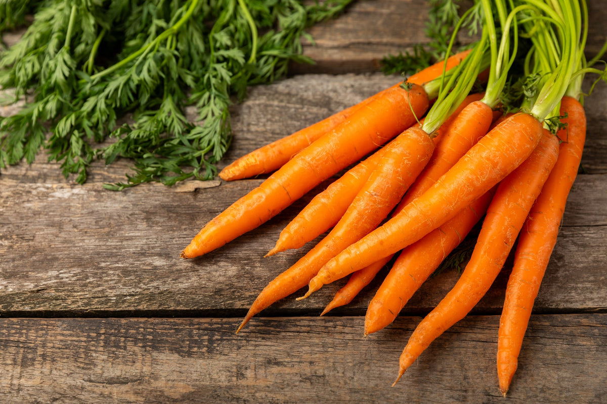 1500 Imperator 58 Carrot (Daucus Carota) Seeds