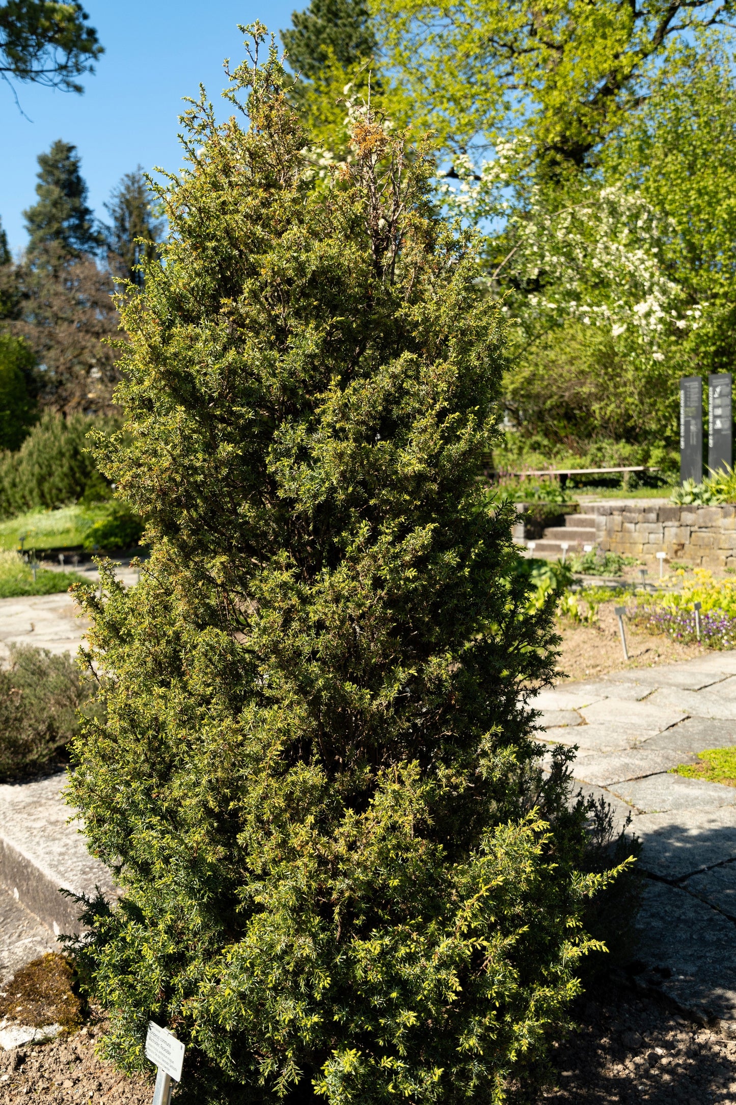 60 Common Juniper (Juniperus Communis) Seeds