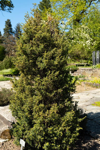 60 Common Juniper (Juniperus Communis) Seeds