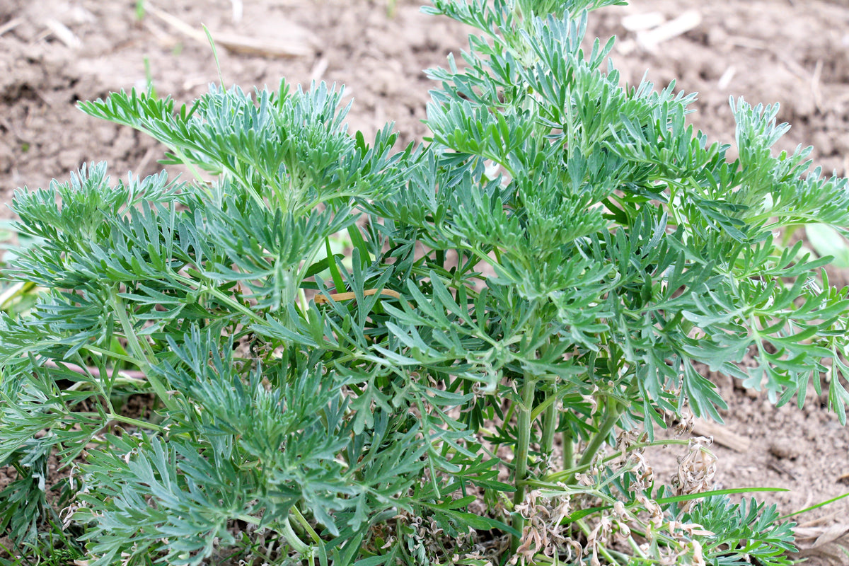 Absinthe Wormwood (Artemisia absinthium) Seeds – 500 ct