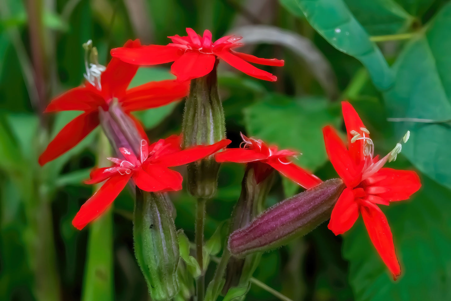 20 Royal Red Catchfly (Silene Regia) Seeds