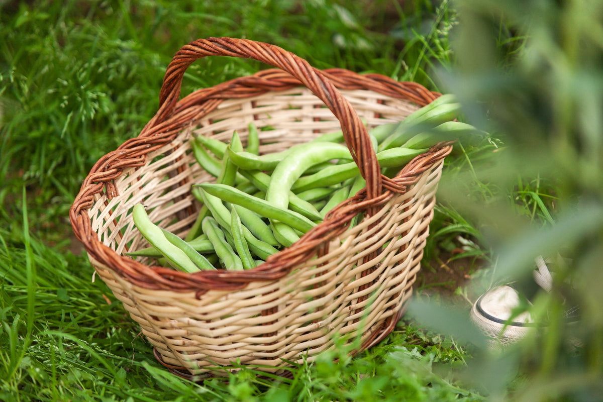 Cannellini Bean (Phaseolus vulgaris) Seeds – 30 ct