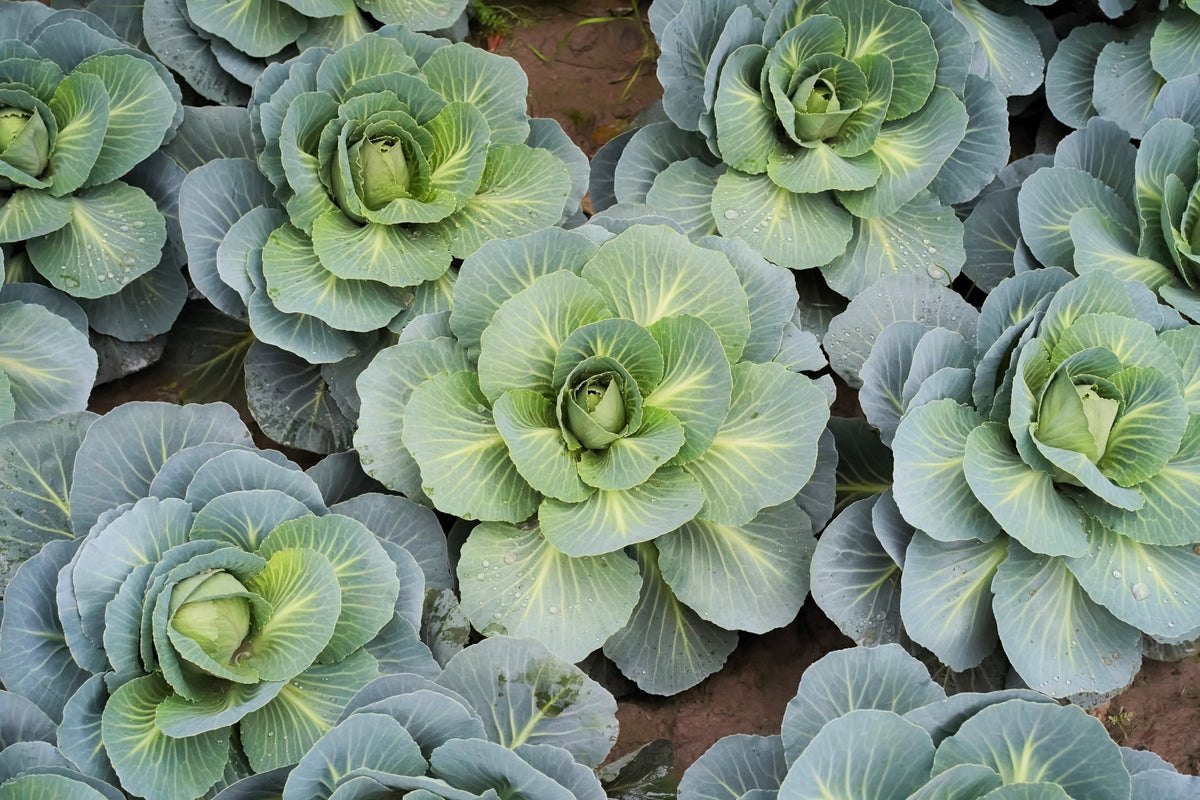 500 DANISH BALLHEAD CABBAGE Brassica Oleracea Capitata Vegetable Seeds