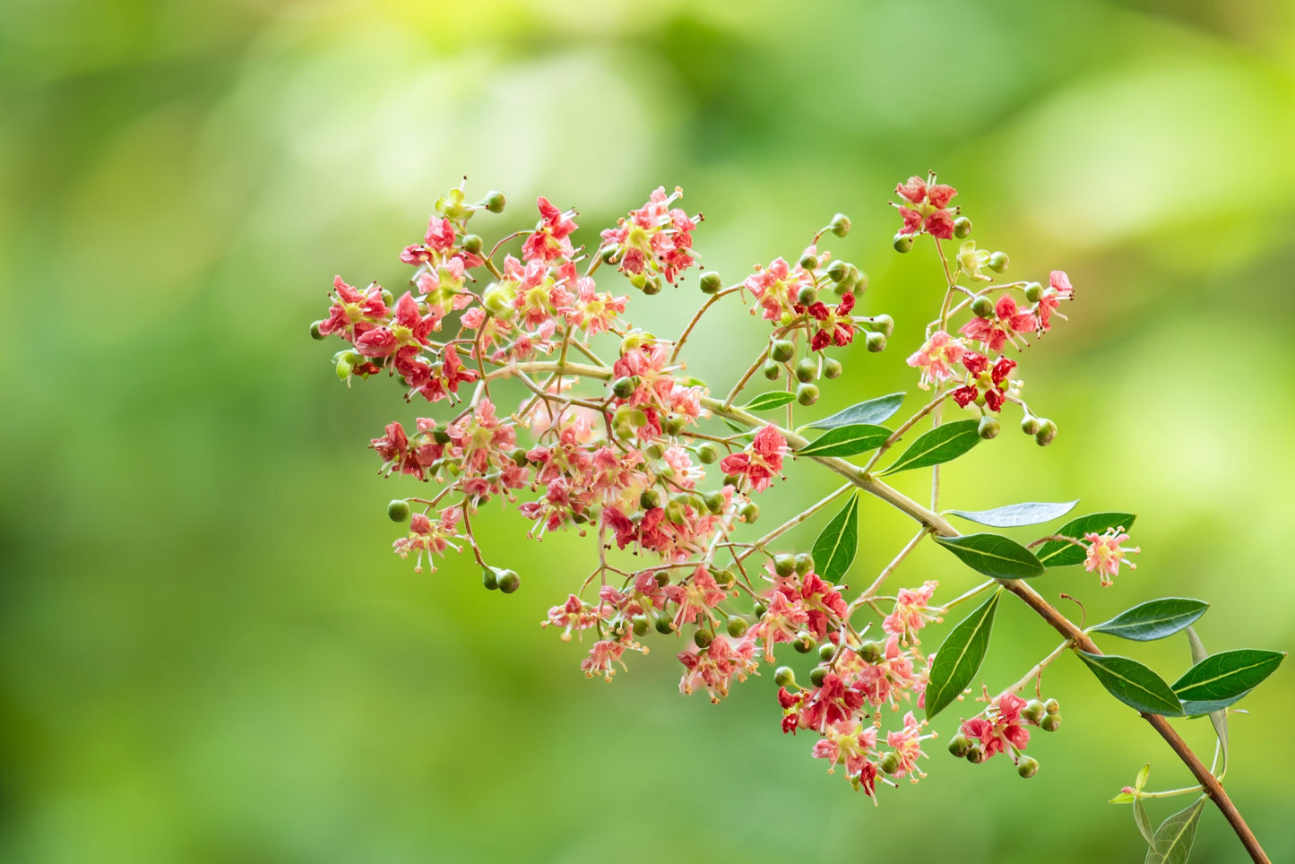 20 Common Henna/Mehandi Dye Plant (Lawsonia Inermis) Seeds