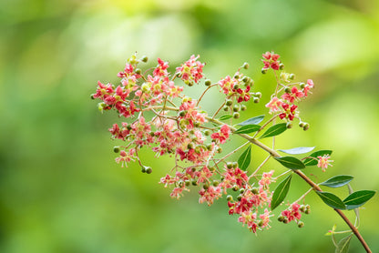 20 Common Henna/Mehandi Dye Plant (Lawsonia Inermis) Seeds