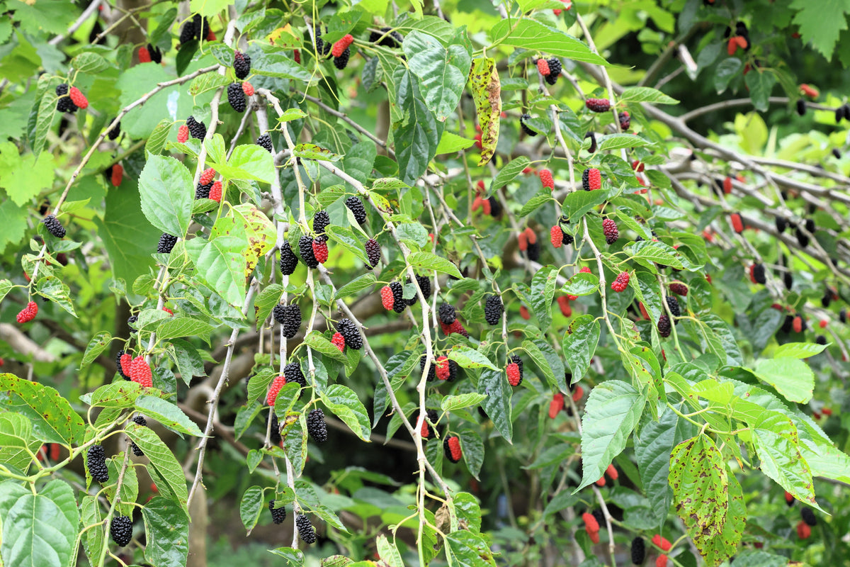 Red Mulberry (Morus rubra) Seeds – 15 ct