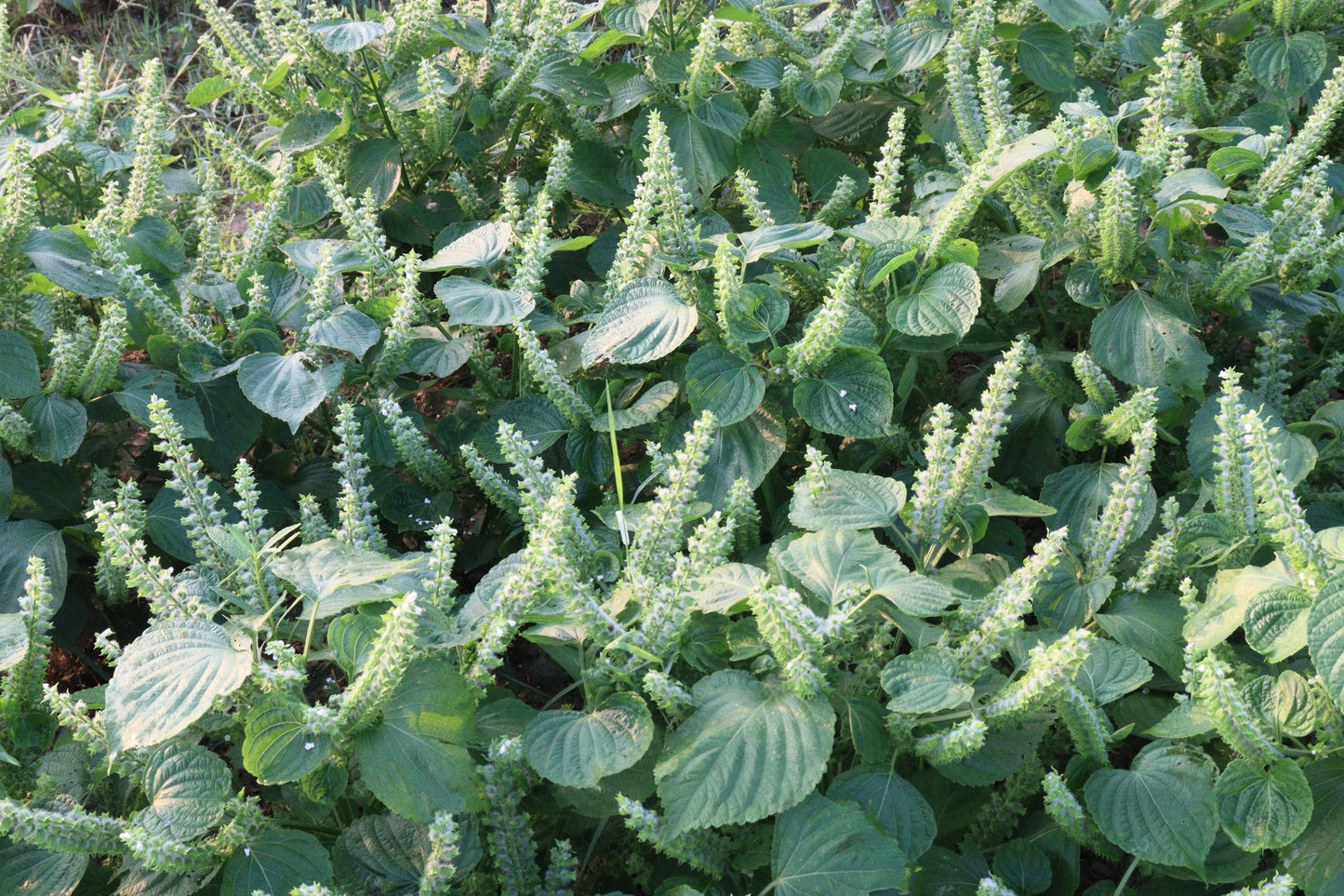 300 Green Shiso (Perilla Frutescens) Seeds