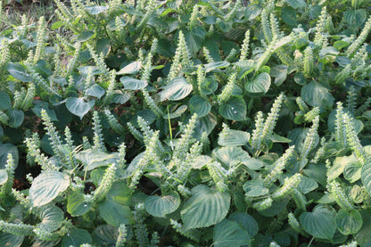300 Green Shiso (Perilla Frutescens) Seeds