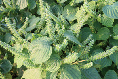 300 Green Shiso (Perilla Frutescens) Seeds