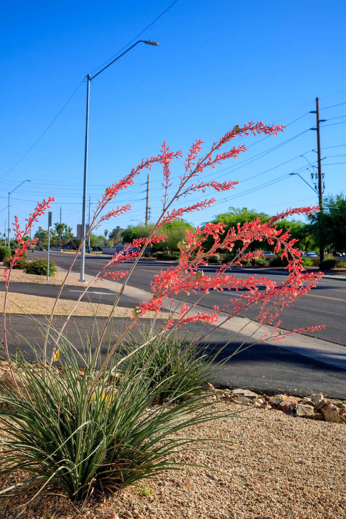 Red Yucca (Hesperaloe parviflora) Seeds – 1,000 ct