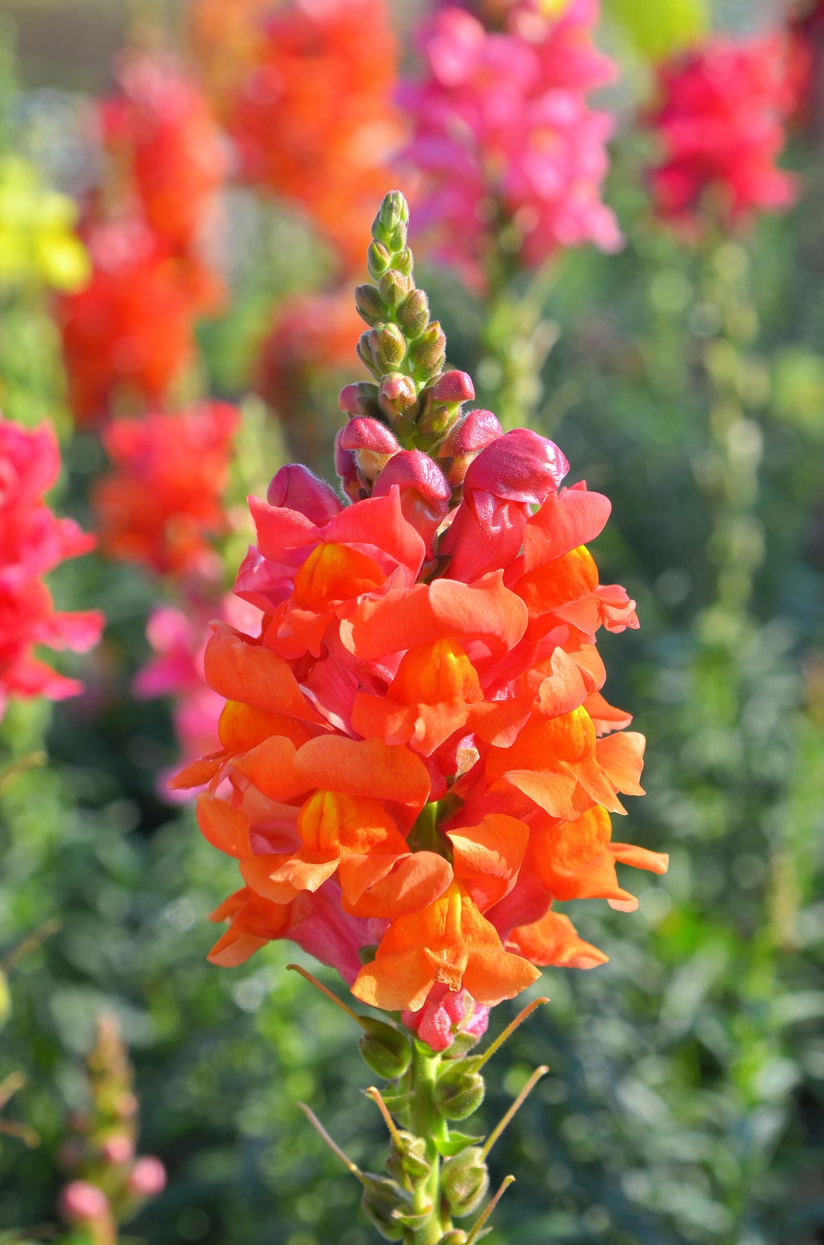 250 Orange Wonder Snapdragon (Antirrhinum Majus) Seeds