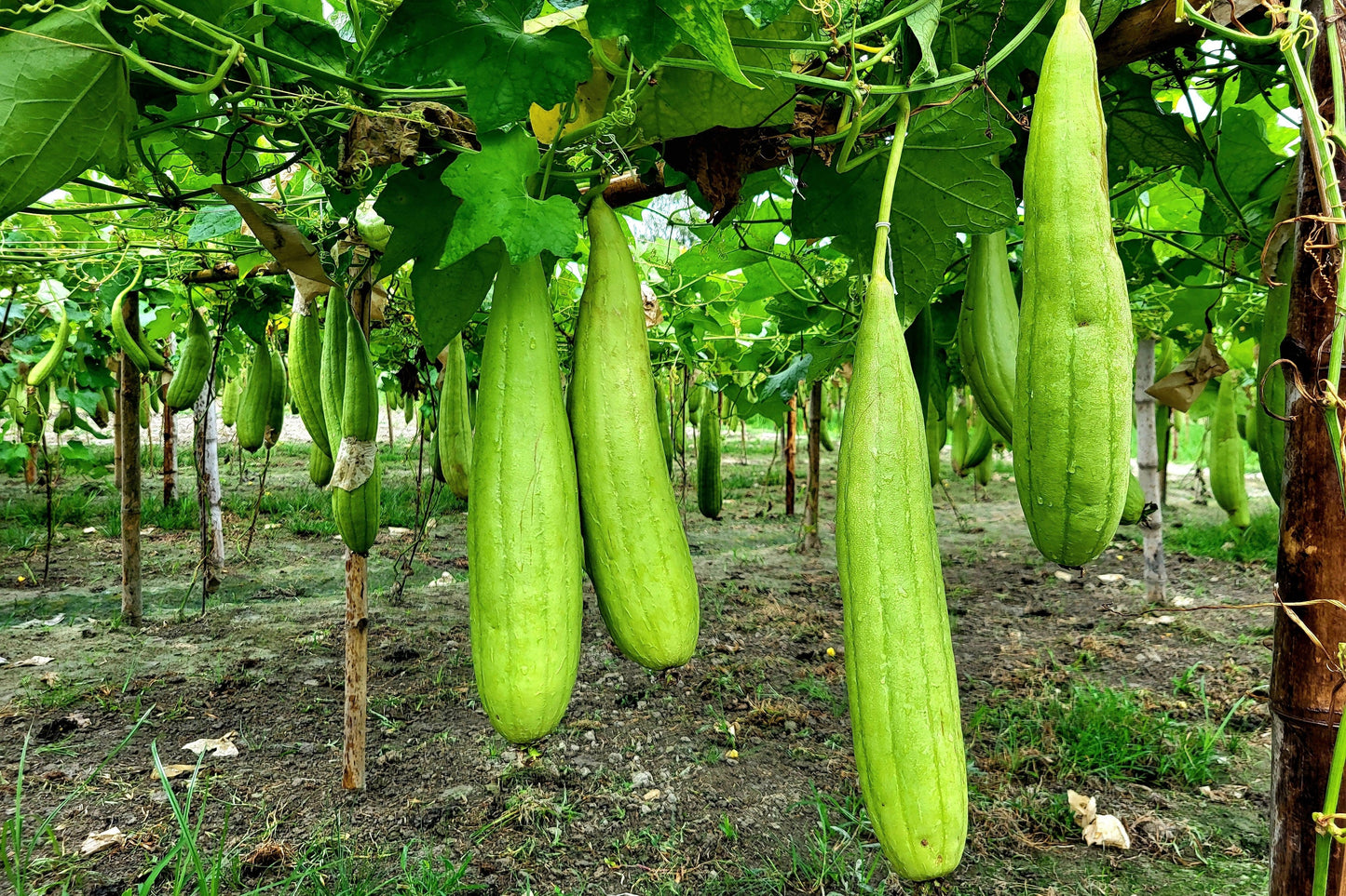 25 Luffa Sponge Gourd (Luffa Cylindrica) Seeds
