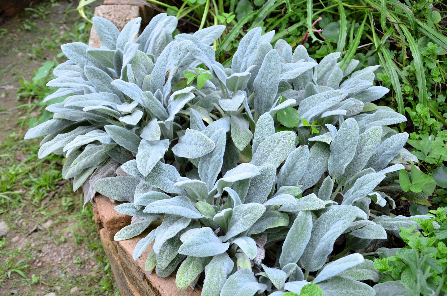100 Woolly Lamb's Ear (Stachys Byzantina) Seeds