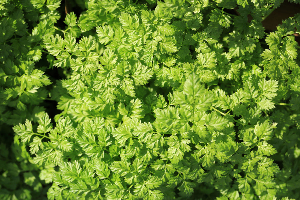 200 Brussels Winter Chervil (Anthriscus Cerefolium) Seeds