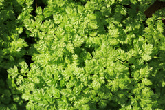 200 Brussels Winter Chervil (Anthriscus Cerefolium) Seeds