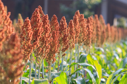 70 SUGAR DRIP SORGHUM Amber Cane Grain Sweet Syrup Vegetable Seeds