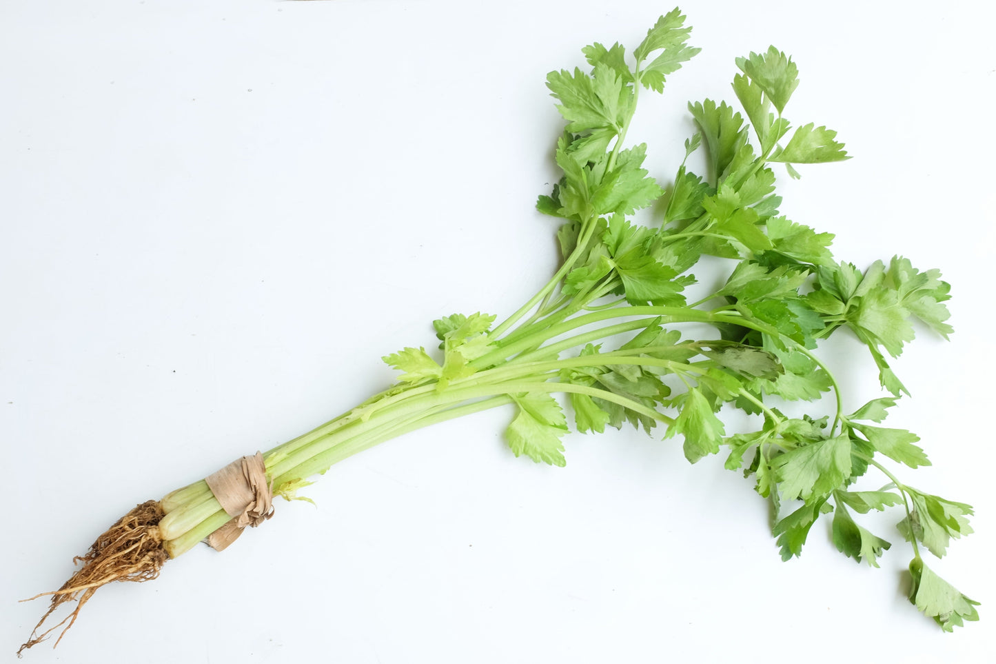 2000 Cutting Leaf Celery (Apium Graveolens) Seeds