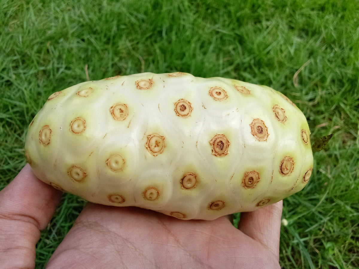20 NONI Cheese Fruit Great Morinda Citrifolia Indian Beach Mulberry Shrub Tree Seeds