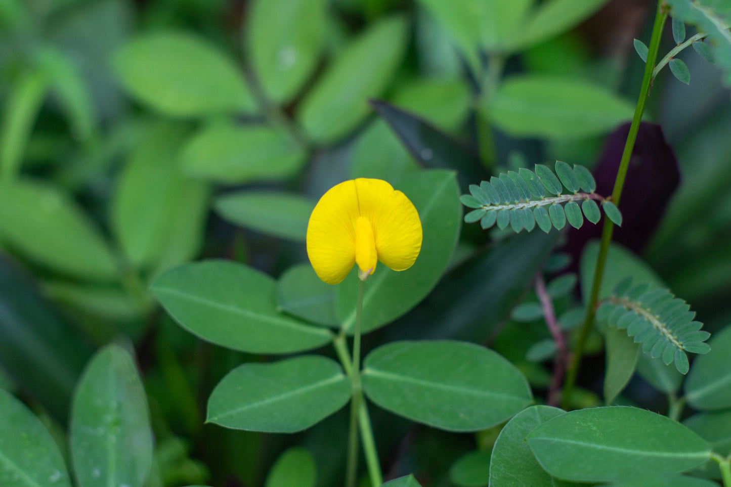 15 Tennessee Red Peanut (Valencia Type) (Arachis Hypogaea) Seeds
