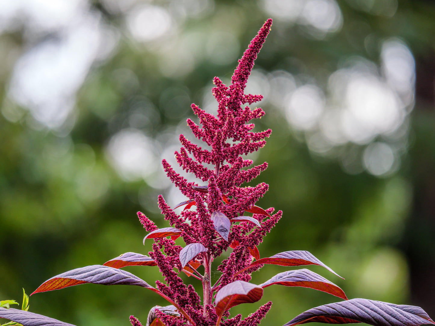 500 Midnight Red Amaranthus (Amaranthus Cruentus)Seeds