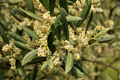 10 Canino Olive Tree (Olea Europaea Canino) Seed