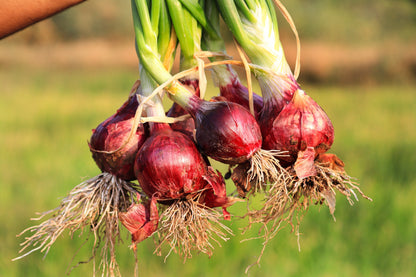 250 RED CREOLE ONION Spicy Cajun Short Day Allium Cepa Vegetable Seeds