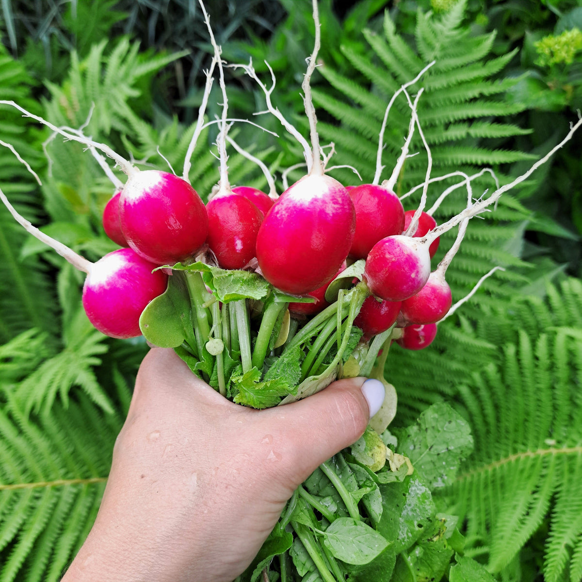 Sparkler White Tip Radish (Raphanus sativus) Seeds – 500 ct
