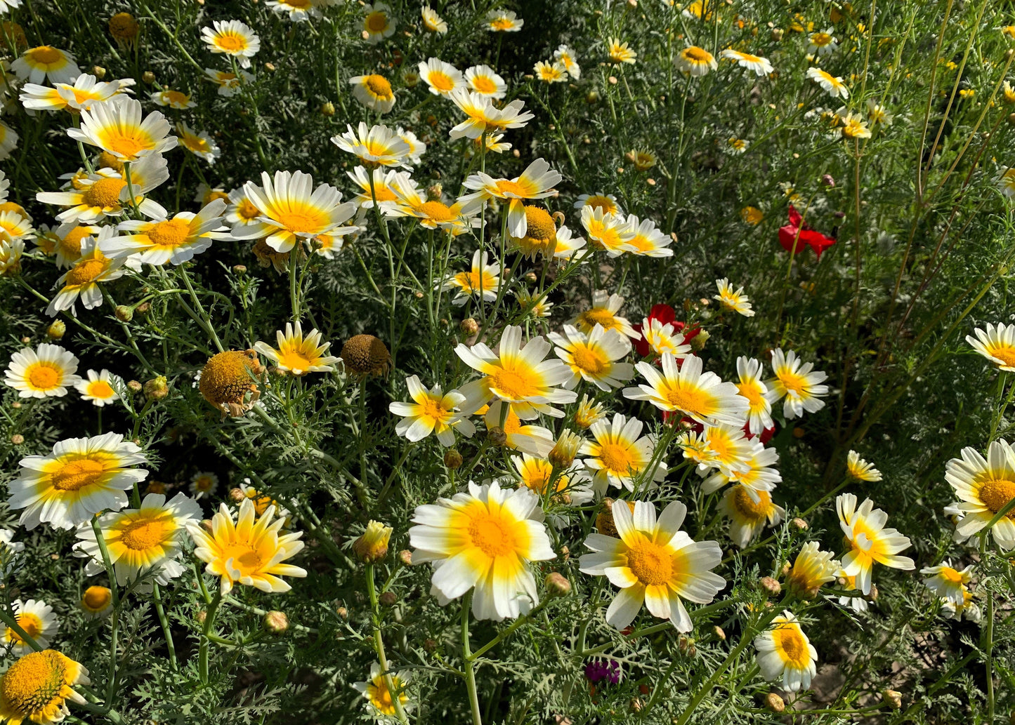 1000 Garland Crown Daisy Chrysanthemum (Coronarium Glebionis) Seeds