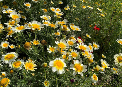 1000 Garland Crown Daisy Chrysanthemum (Coronarium Glebionis) Seeds
