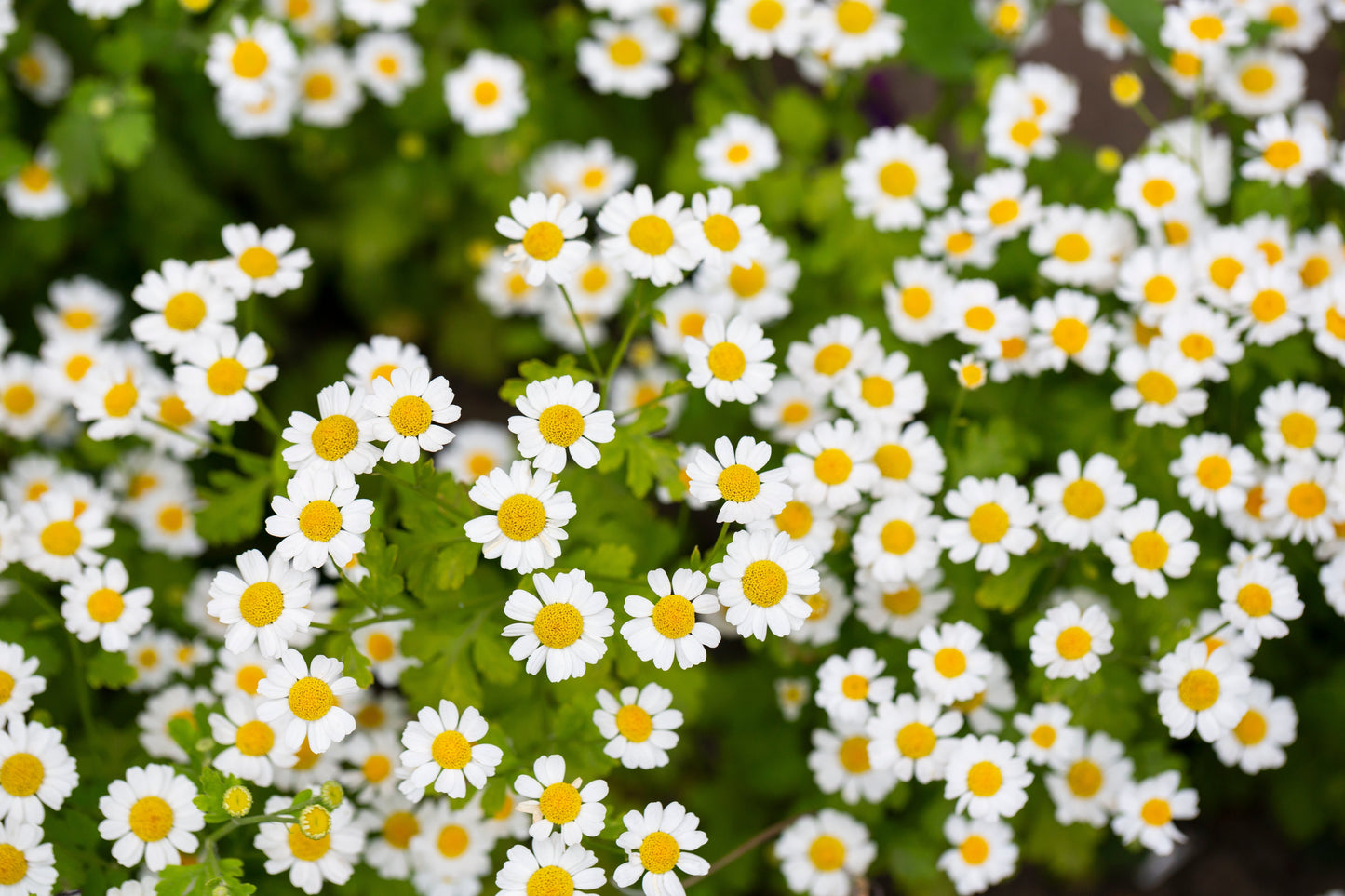 300 Feverfew (Tanacetum Parthenium) Seeds
