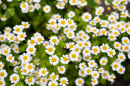 300 Feverfew (Tanacetum Parthenium) Seeds