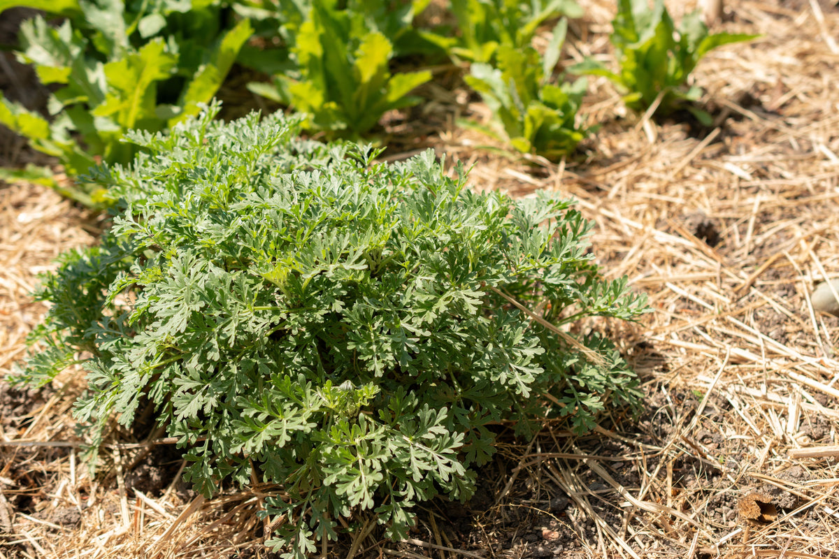 Absinthe Wormwood (Artemisia absinthium) Seeds – 500 ct