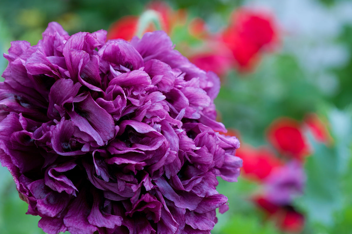 250 PURPLE PEONY POPPY Papaver Paeoniflorum Huge Double Flower Seeds