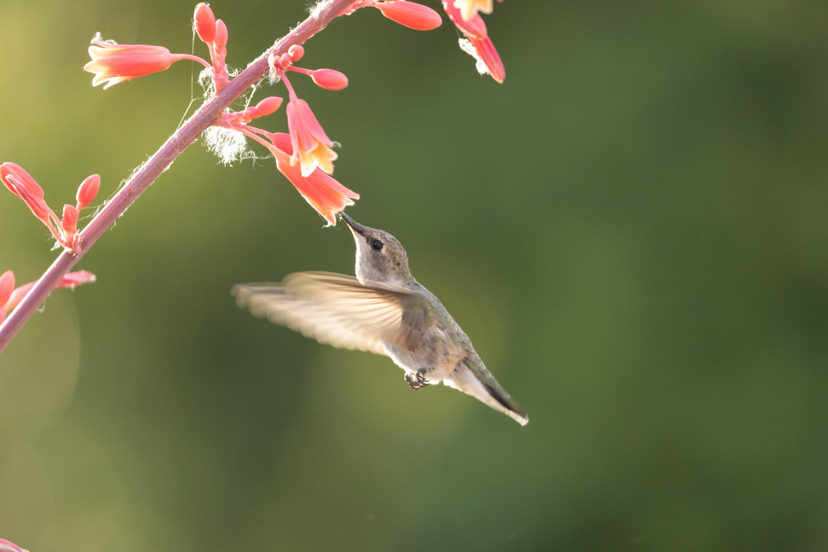 Red Yucca (Hesperaloe parviflora) Seeds – 1,000 ct
