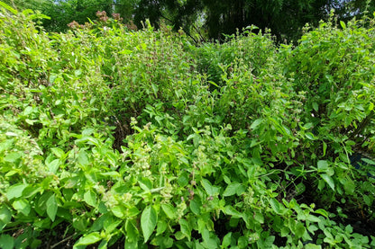 Green Holy Basil (Tulsi) (Ocimum tenuiflorum) Seeds – 250 ct