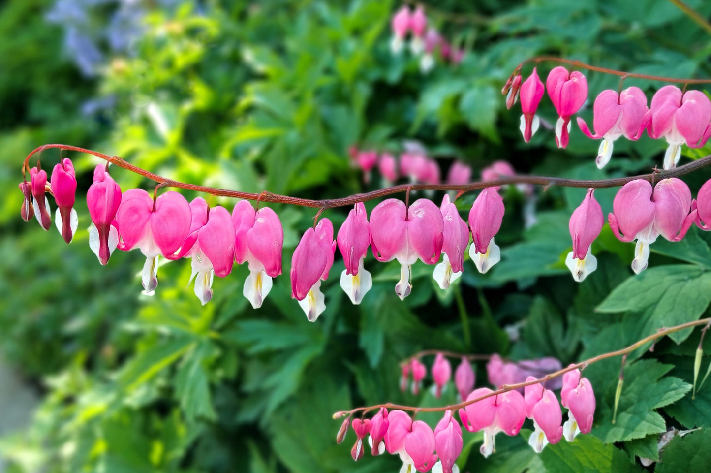 10 Bleeding Heart (Dicentra Formosa) Seeds