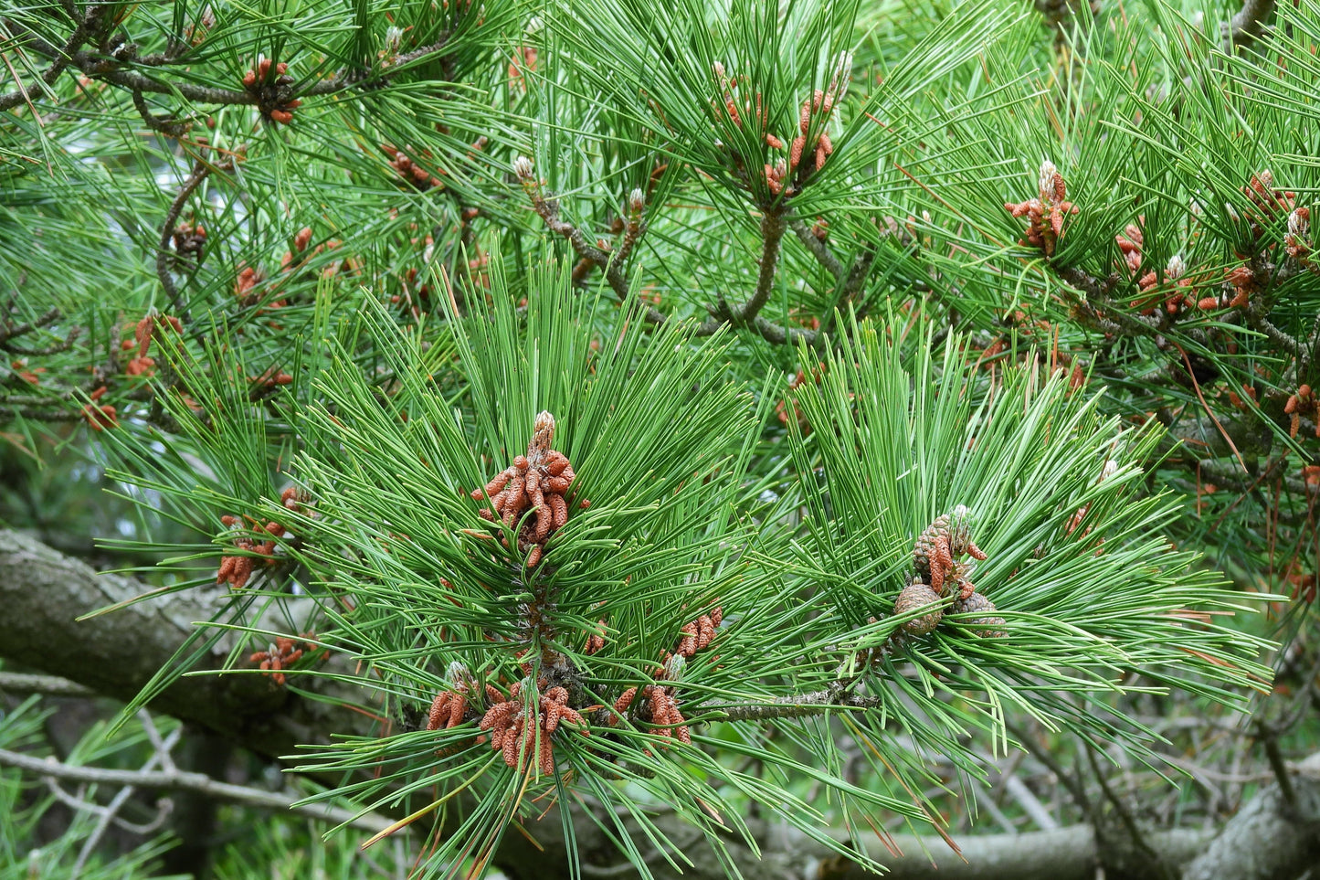 10 Japanese Black Pine Tree (Pinus Thunbergii) Seeds