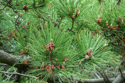 10 Japanese Black Pine Tree (Pinus Thunbergii) Seeds