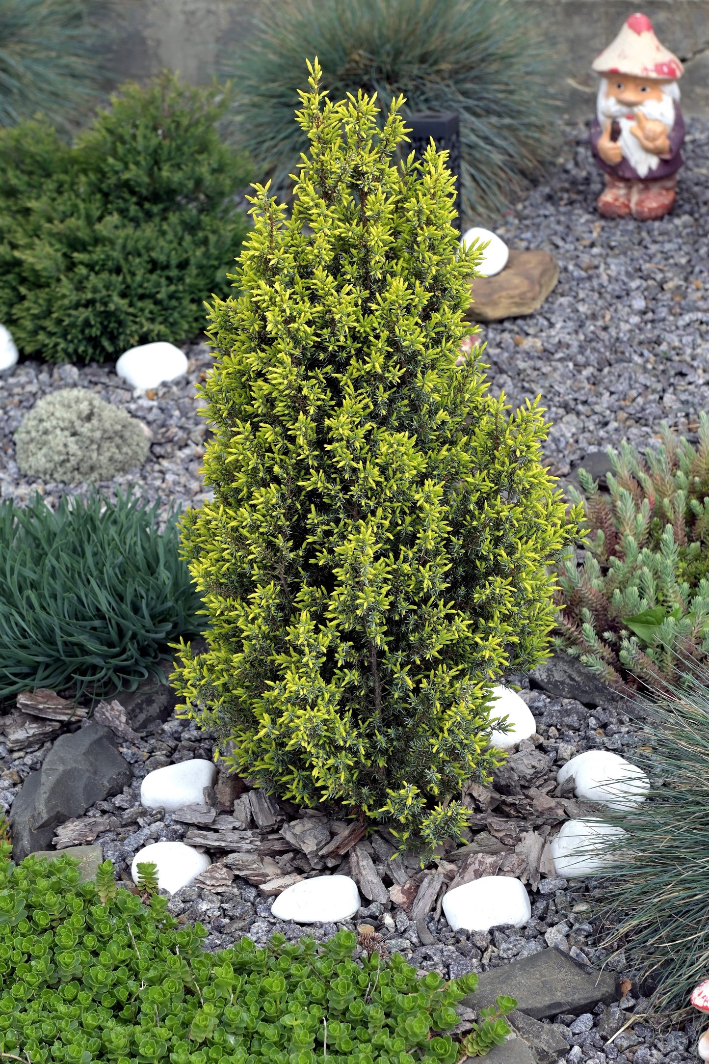 60 Common Juniper (Juniperus Communis) Seeds