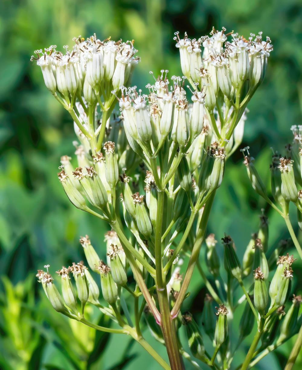 Great Indian Plantain (Hasteola suaveolens) Seeds – 50 ct