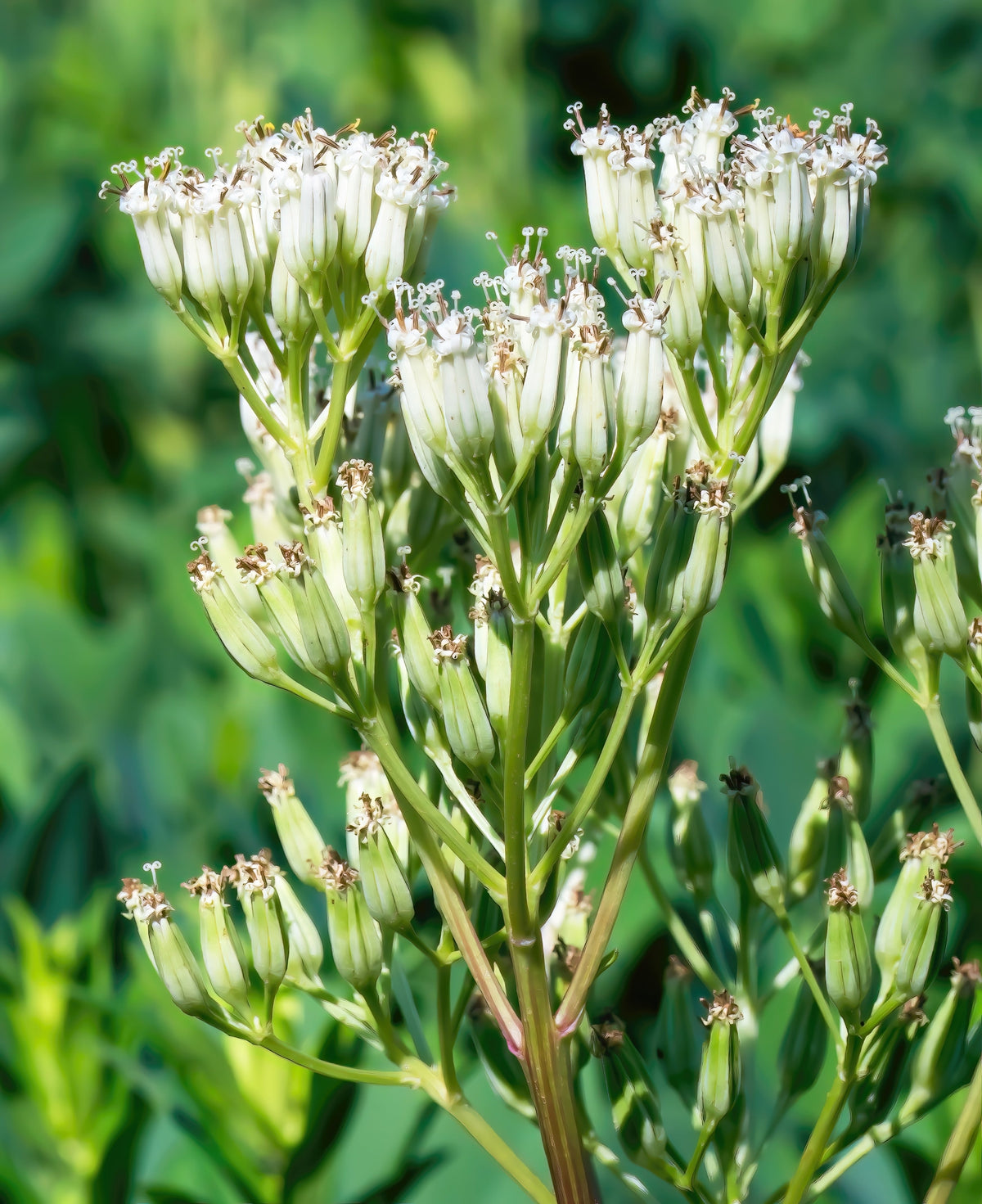 Great Indian Plantain (Hasteola suaveolens) Seeds – 50 ct