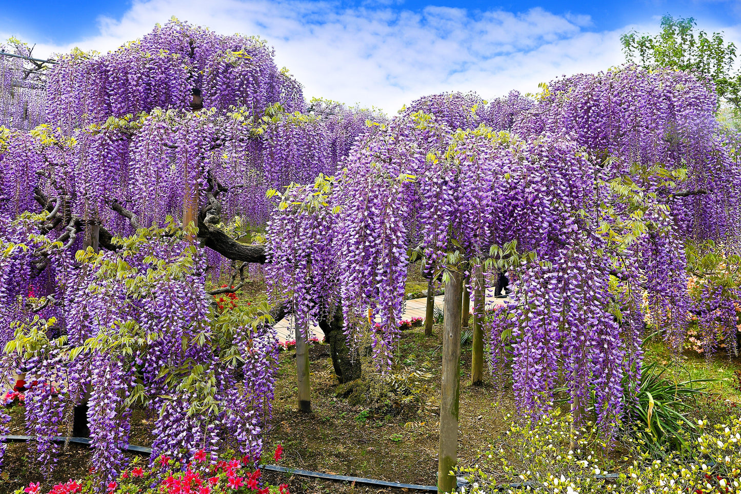 5 Japanese Wisteria (Wisteria Floribunda) Seeds