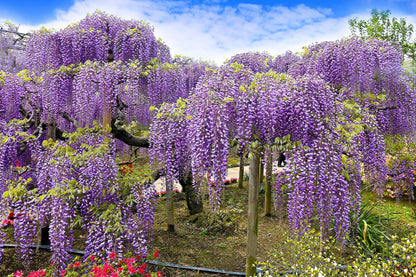 5 Japanese Wisteria (Wisteria Floribunda) Seeds