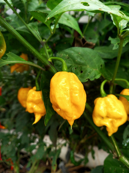 Yellow Carolina Reaper Pepper (Capsicum chinense) Seeds – 10 ct