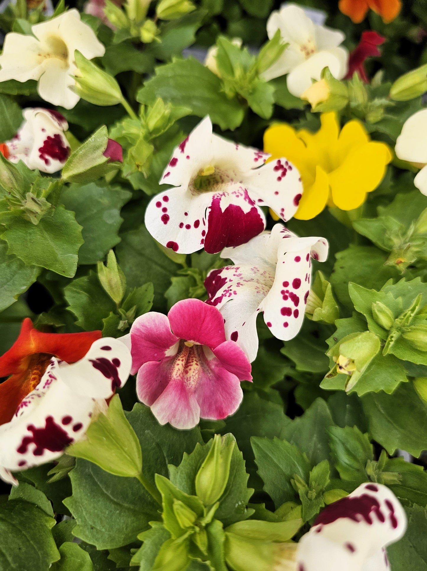 250 Tiger Monkey Flower (Mimulus Tigrinus) Seeds