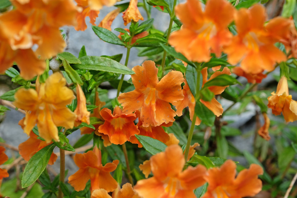 100 Twinkle ORANGE MONKEY FLOWER Mimulus Seeds – Haven Herbs